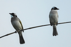 Pycnonotus sinensis formosae