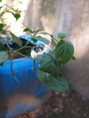 Solanum nigrescens