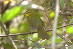 Myiothlypis flaveola