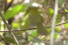 Myiothlypis flaveola