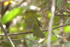 Myiothlypis flaveola