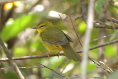 Myiothlypis flaveola