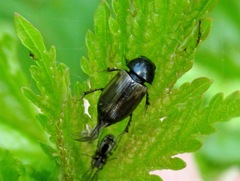 Melinopterus prodromus