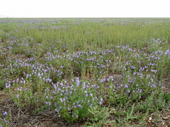 Dracocephalum olchonense