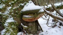 Fomitiporia hartigii