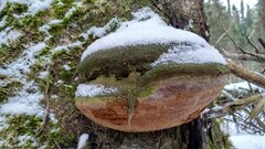 Fomitiporia hartigii