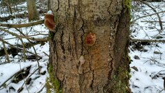 Fomitiporia hartigii