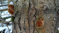 Fomitiporia hartigii