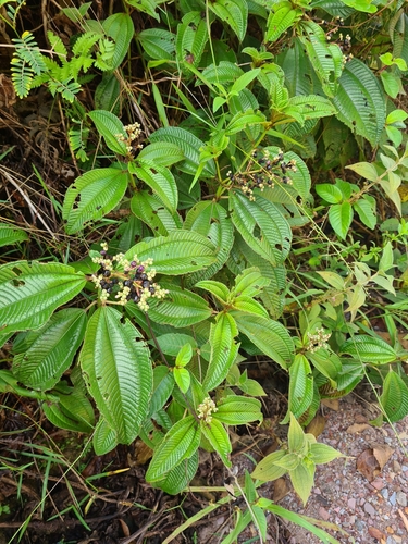 Image of Miconia racemosa by no rights reserved