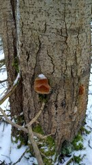 Fomitiporia hartigii