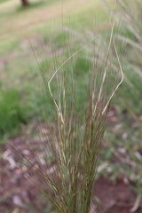 Austrostipa mollis