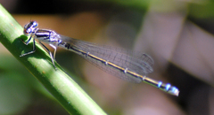 Coenagrion