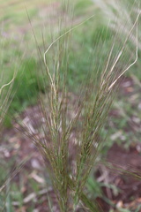 Austrostipa mollis