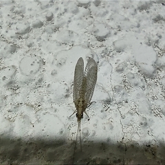 Eremochrysa punctinervis