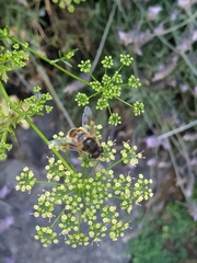 Eristalis tenax