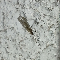 Eremochrysa punctinervis