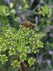 Eristalis tenax
