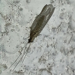 Eremochrysa punctinervis