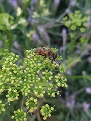 Eristalis tenax