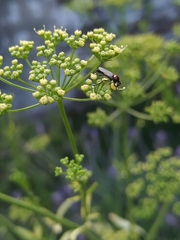 Dilophus pectoralis