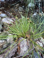 Carex nudata