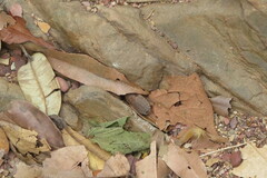 Blaberidae