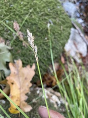 Carex nudata