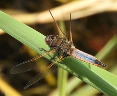 Libellula fulva