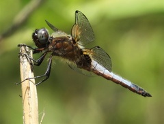 Libellula fulva