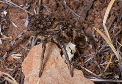 Lycosa hispanica