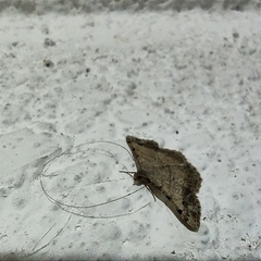 Frederickia nigricomma