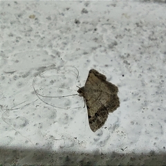 Frederickia nigricomma