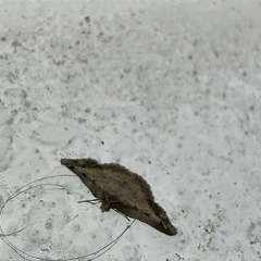 Frederickia nigricomma