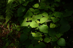 Plectranthus fruticosus