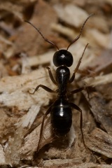 Camponotus fallax