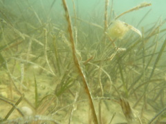 Cymodocea nodosa