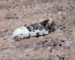 Ponometia phecolisca