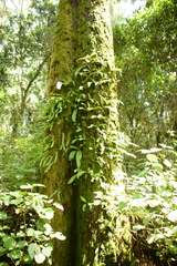 Streptocarpus parviflorus