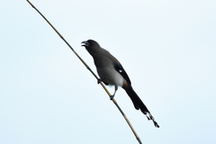 Dendrocitta formosae