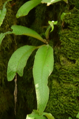 Streptocarpus parviflorus
