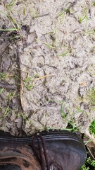 Capreolus capreolus