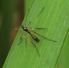 Ptychoptera contaminata