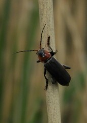 Cantharis fusca