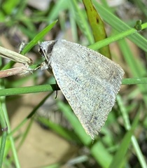 Pantydia capistrata