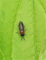 Eutomostethus ephippium