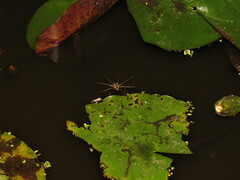 Dolomedes facetus