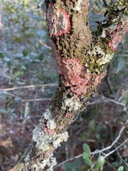 Herpothallon rubrocinctum