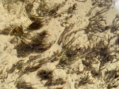 Ectocarpales