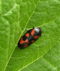 Cercopis vulnerata