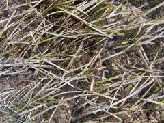 Cymodocea nodosa
